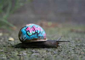 Schneckenbombing