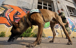 Spürhund wird Sprühhund