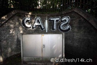Cats